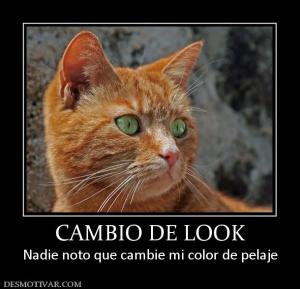 CAMBIO DE LOOK Nadie noto que cambie mi color de pelaje