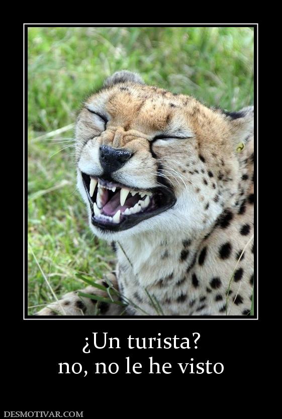 ¿Un turista? no, no le he visto