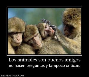 Los animales son buenos amigos no hacen preguntas y tampoco critican.
