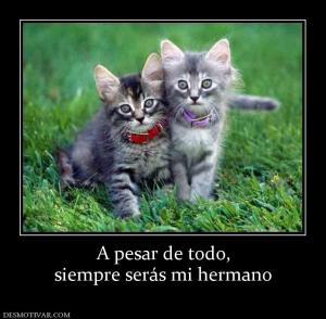 A pesar de todo, siempre serás mi hermano