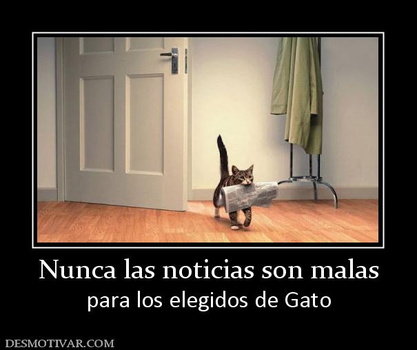 Nunca las noticias son malas para los elegidos de Gato