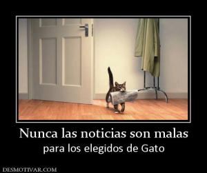 Nunca las noticias son malas para los elegidos de Gato