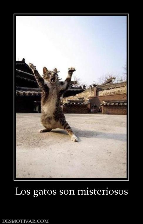 Los gatos son misteriosos