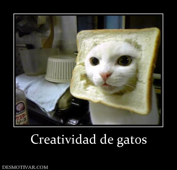 Creatividad de gatos