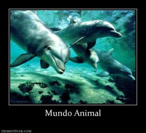 Mundo Animal