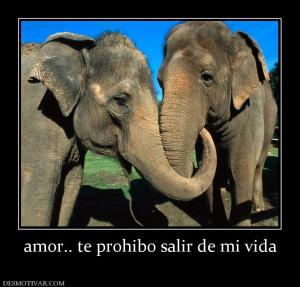 amor.. te prohibo salir de mi vida