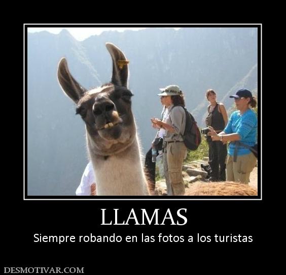 LLAMAS Siempre robando en las fotos a los turistas