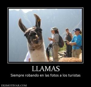 LLAMAS Siempre robando en las fotos a los turistas