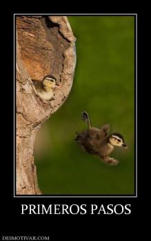 PRIMEROS PASOS