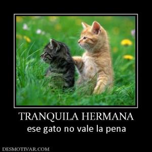 TRANQUILA HERMANA ese gato no vale la pena