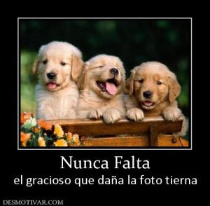 Nunca Falta el gracioso que daña la foto tierna