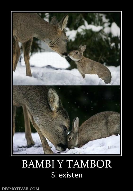 BAMBI Y TAMBOR Si existen