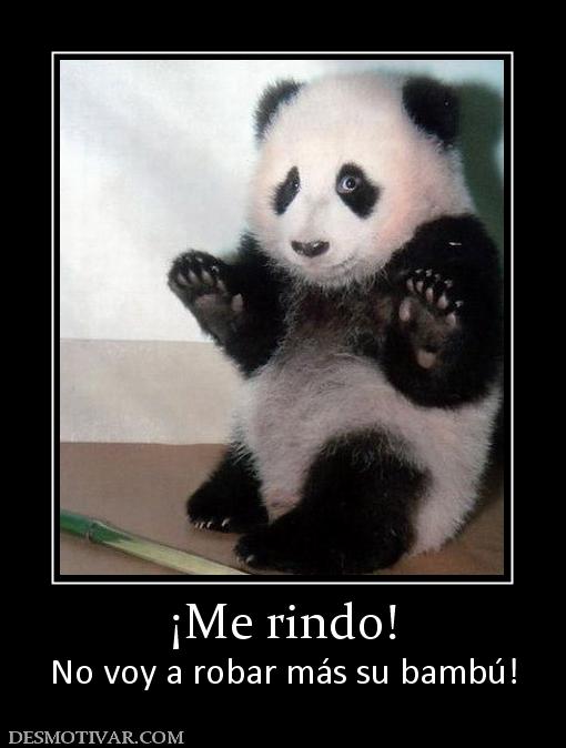 ¡Me rindo! No voy a robar más su bambú!