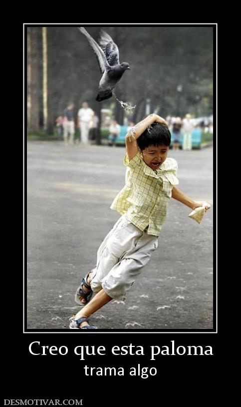 Creo que esta paloma trama algo