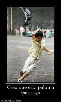 Creo que esta paloma trama algo