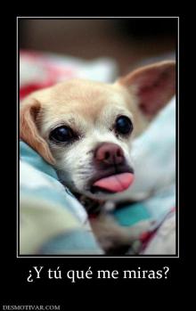 ¿Y tú qué me miras?