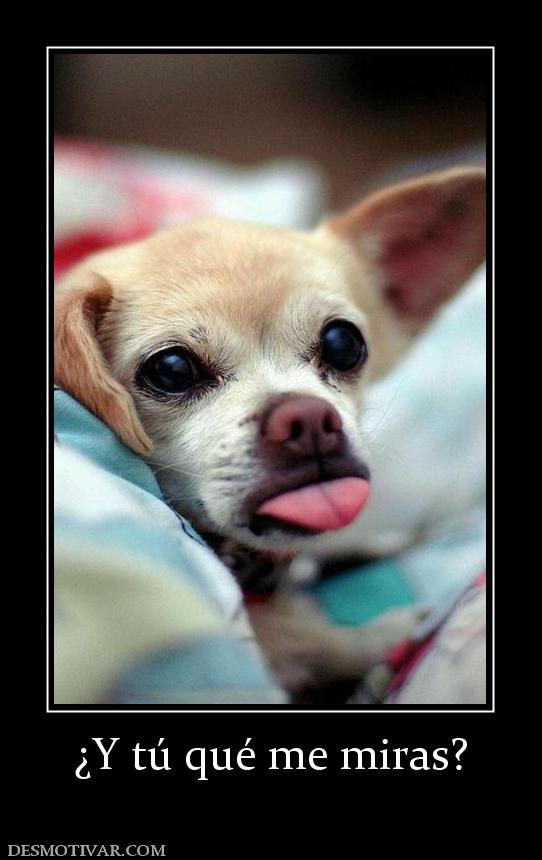¿Y tú qué me miras?