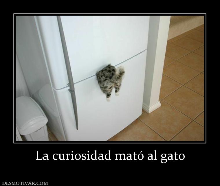 La curiosidad mató al gato