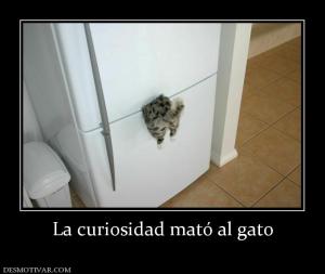 La curiosidad mató al gato