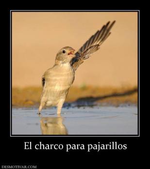 El charco para pajarillos