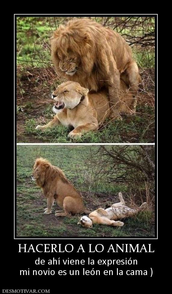 HACERLO A LO ANIMAL de ahí viene la expresión mi novio es un león en la cama )