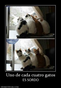Uno de cada cuatro gatos ES SORDO