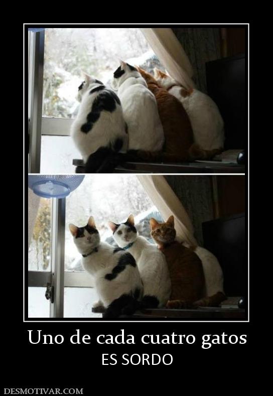 Uno de cada cuatro gatos ES SORDO