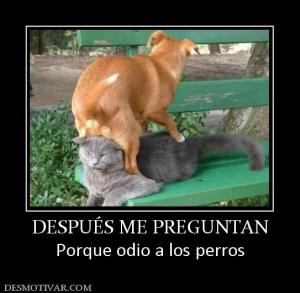 DESPUÉS ME PREGUNTAN Porque odio a los perros