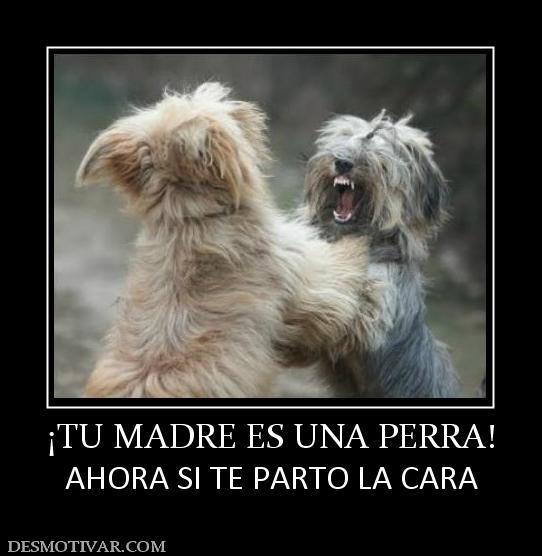 ¡TU MADRE ES UNA PERRA! AHORA SI TE PARTO LA CARA