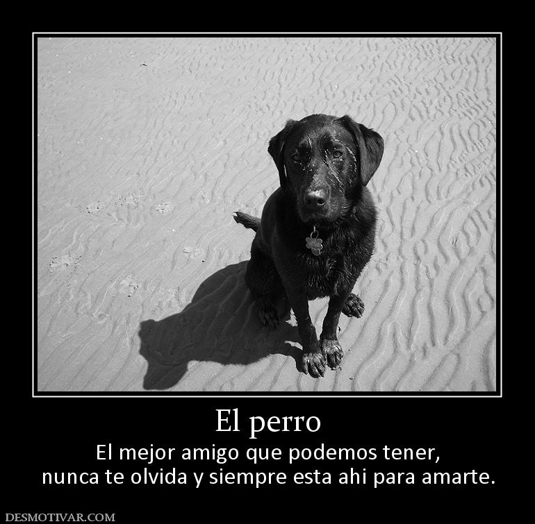 El perro El mejor amigo que podemos tener, nunca te olvida y siempre esta ahi para amarte.