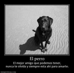 El perro El mejor amigo que podemos tener, nunca te olvida y siempre esta ahi para amarte.