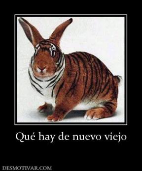 Qué hay de nuevo viejo