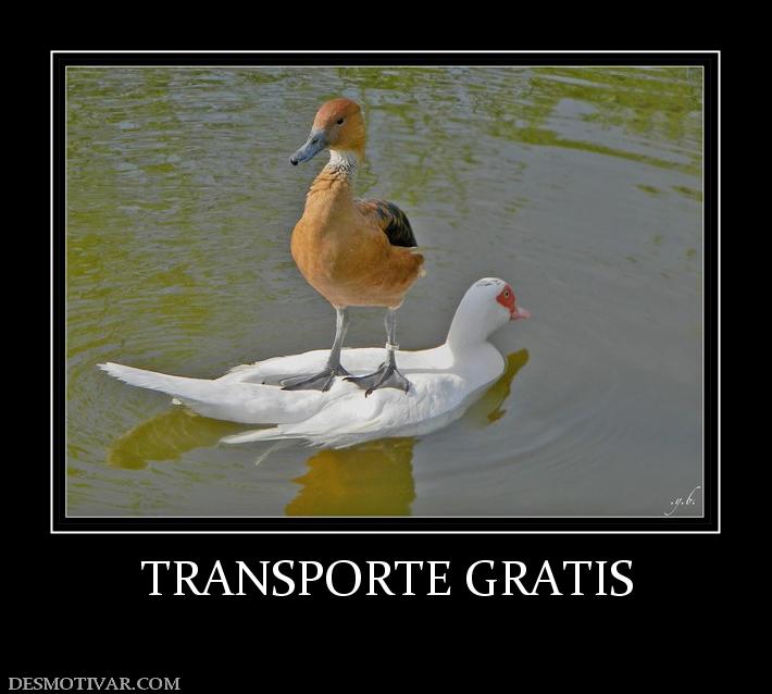 TRANSPORTE GRATIS