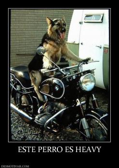 ESTE PERRO ES HEAVY