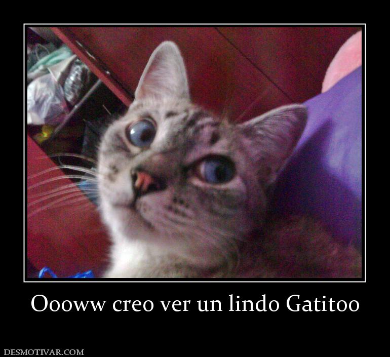 Oooww creo ver un lindo Gatitoo