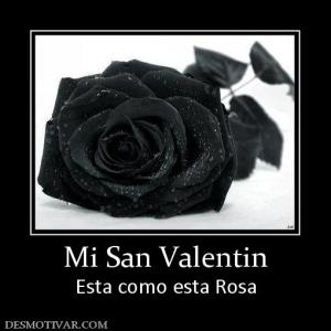 Mi San Valentin Esta como esta Rosa