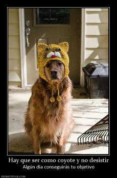 Hay que ser como coyote y no desistir Algún día conseguirás tu objetivo