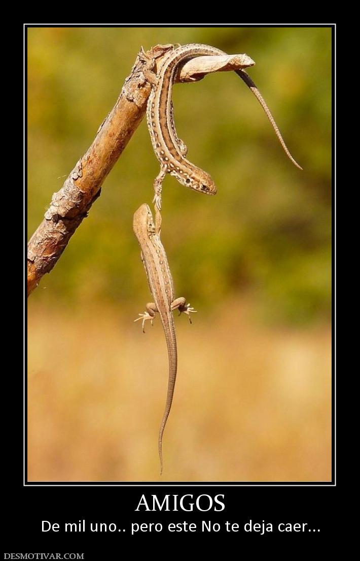 AMIGOS De mil uno.. pero este No te deja caer...