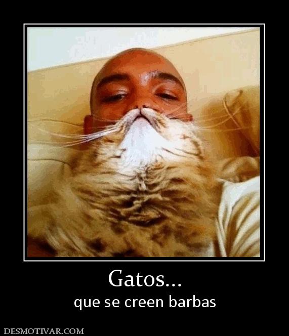 Gatos... que se creen barbas