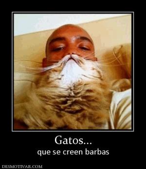 Gatos... que se creen barbas