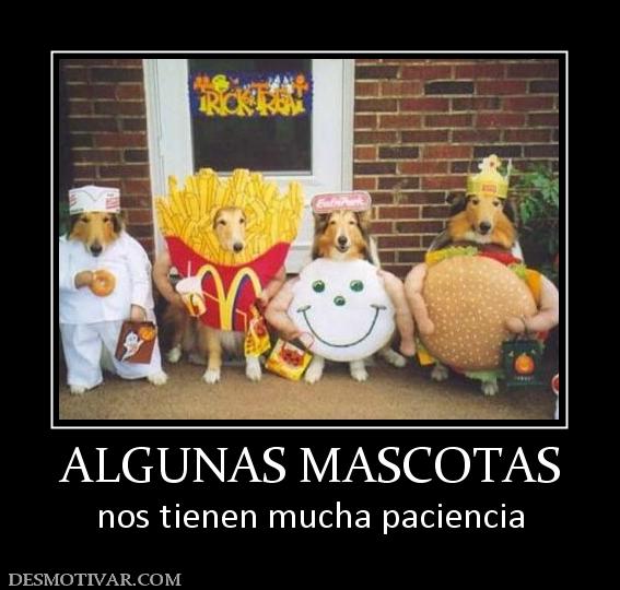 ALGUNAS MASCOTAS nos tienen mucha paciencia
