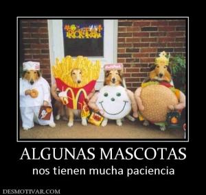 ALGUNAS MASCOTAS nos tienen mucha paciencia