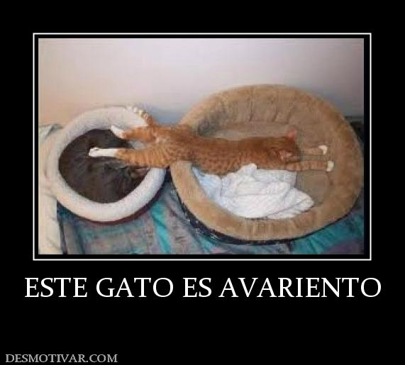 ESTE GATO ES AVARIENTO