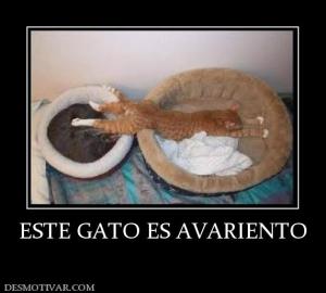 ESTE GATO ES AVARIENTO