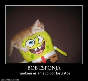 BOB ESPONJA También es amado por los gatos
