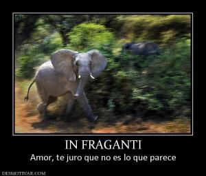 IN FRAGANTI Amor, te juro que no es lo que parece