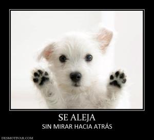 SE ALEJA SIN MIRAR HACIA ATRÁS