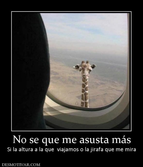 No se que me asusta más Si la altura a la que  viajamos o la jirafa que me mira