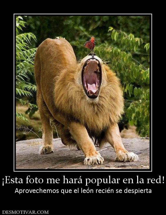 ¡Esta foto me hará popular en la red! Aprovechemos que el león recién se despierta