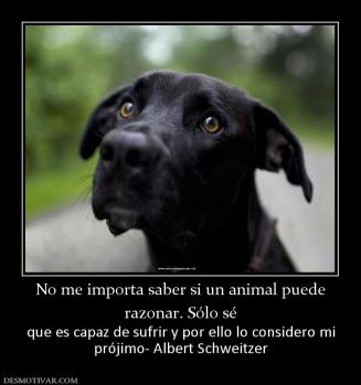 No me importa saber si un animal puede razonar. Sólo sé que es capaz de sufrir y por ello lo considero mi prójimo- Albert Schweitzer